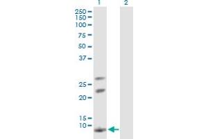 Western Blot analysis of AKR1CL1 expression in transfected 293T cell line by AKR1CL1 MaxPab polyclonal antibody. (AKR1CL1 抗体  (AA 1-129))