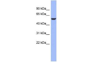 WB Suggested Anti-BRUNOL4 Antibody Titration:  0. (CELF4 抗体  (Middle Region))