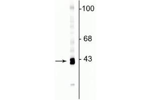 Western blot of rat cortical lysate showing specific immunolabeling of the ~43 kDa GAP43 protein. (GAP43 抗体  (C-Term))