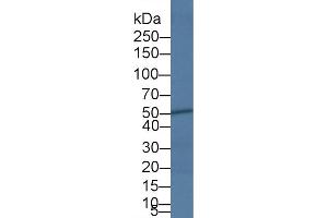 Western Blot; Sample: Bovine Heart lysate; Primary Ab: 5µg/ml Rabbit Anti-Bovine CASP4 Antibody Second Ab: 0. (Caspase 4 抗体  (AA 290-377))