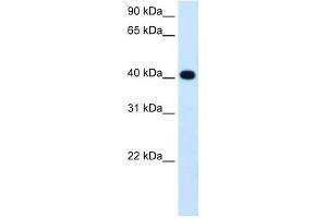 WB Suggested Anti-ADH4 Antibody Titration:  1. (ADH4 抗体  (Middle Region))