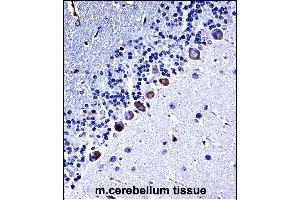 Mouse Csnk1g3 Antibody (C-term) ((ABIN657833 and ABIN2846798))immunohistochemistry analysis in formalin fixed and paraffin embedded mouse cerebellum tissue followed by peroxidase conjugation of the secondary antibody and DAB staining. (CSNK1G3 抗体  (C-Term))