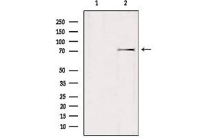 Western blot analysis of extracts from mouse brain, using GTPBP1 Antibody. (GTPBP1 抗体  (Internal Region))