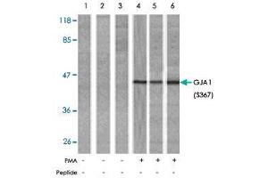 Western blot analysis of extract from HeLa (Lane 1, 4), K-562 (Lane 2, 5) and 293 (Lane 3, 6) cells, untreated or treated with PMA (1 uM, 30 min).