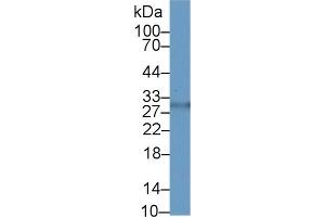 Western Blotting (WB) image for anti-Asialoglycoprotein Receptor 2 (ASGR2) (AA 1-311) antibody (ABIN7434644)