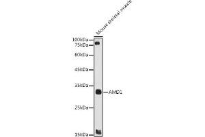 Western blot analysis of extracts of Mouse skeletal muscle, using  antibody (ABIN7265464) at 1:1000 dilution. (AMD1 抗体  (AA 75-334))