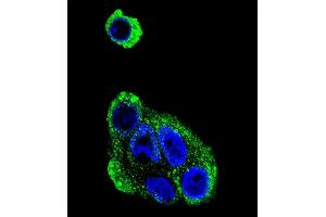 Confocal immunofluorescent analysis of ADH1B Antibody (Center) (ABIN390699 and ABIN2840985) with HepG2 cell followed by Alexa Fluor® 488-conjugated goat anti-rabbit lgG (green). (ADH1B 抗体  (AA 209-237))