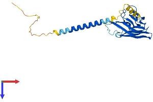 Protein Structure (PS) image for Tumor Necrosis Factor (Ligand) Superfamily, Member 14 (TNFSF14) (AA 1-240) protein (His tag) (ABIN7544497)