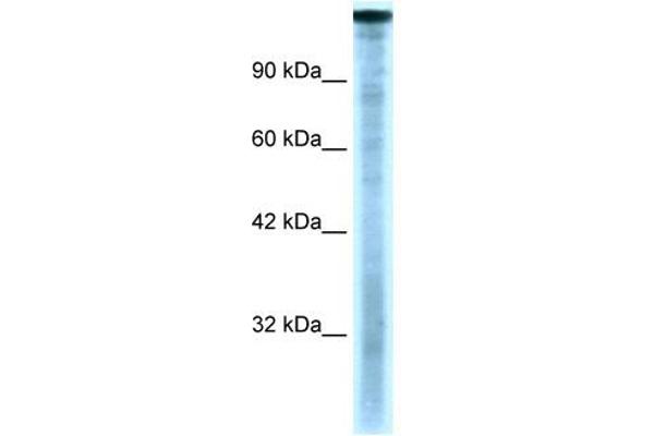 TAF1 抗体  (C-Term)