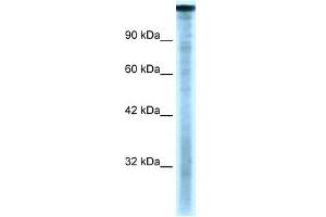 TAF1 antibody  (C-Term)