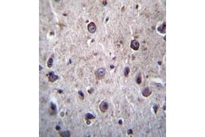 Formalin fixed and paraffin embedded human brain tissue reacted with DOC2A Antibody  followed by peroxidase conjugation of the secondary antibody and DAB staining. (DOC2A 抗体  (Middle Region))