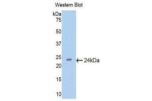 Western Blotting (WB) image for anti-Interferon, alpha 5 (IFNA5) (AA 22-189) antibody (ABIN1176589) (IFNA5 抗体  (AA 22-189))