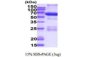SDS-PAGE (SDS) image for Protein Kinase A, alpha (PRKACA) (AA 1-351) protein (GST tag) (ABIN6388022)