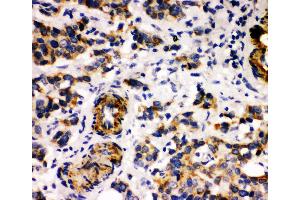 Immunohistochemistry (IHC) image for anti-Milk Fat Globule-EGF Factor 8 Protein (MFGE8) (AA 165-180), (Middle Region) antibody (ABIN3044017)