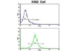 Flow cytometric analysis of K562 cells using CFHL1 Antibody (C-term)(bottom histogram) compared to a negative control cell (top histogram). (CFHR1 抗体  (C-Term))