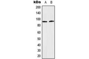 Western blot analysis of STAT5 (pY694/699) expression in HeLa EGF-treated (A), NIH3T3 (B) whole cell lysates. (STAT5A 抗体  (C-Term, pTyr694, pTyr699))