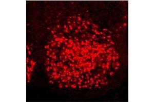 Sample Type:  Mouse PFA-fixed spinal cord sectionsPrimary   Dilution:  1:16,000 (Homeobox C6 抗体  (C-Term))