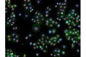 Immunofluorescence (IF) image for anti-Structure Specific Recognition Protein 1 (SSRP1) antibody (ABIN2666367) (SSRP1 抗体)