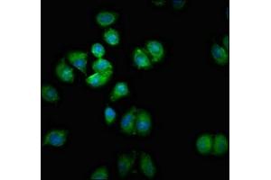 Immunofluorescent analysis of A549 cells using ABIN7170545 at dilution of 1:100 and Alexa Fluor 488-congugated AffiniPure Goat Anti-Rabbit IgG(H+L) (SMOX 抗体  (AA 268-353))