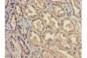 Immunohistochemistry of paraffin-embedded human kidney tissue using ABIN7143187 at dilution of 1:100 (ACAD11 抗体  (AA 225-388))