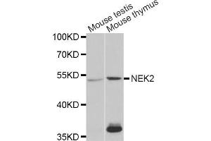Western blot analysis of extracts of various cell lines, using NEK2 antibody (ABIN5973091) at 1/1000 dilution. (NEK2 抗体)