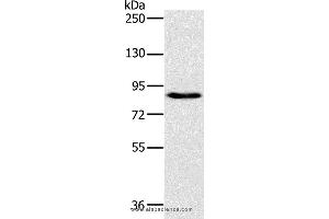Western blot analysis of 231 cell, using PLEKHG6 Polyclonal Antibody at dilution of 1:800