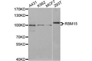 Western blot analysis of extracts of various cell lines, using RBM15 antibody.