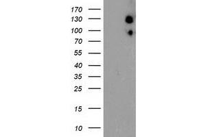 Image no. 4 for anti-Ubiquitin Specific Peptidase 10 (USP10) antibody (ABIN1501688)