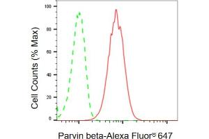 anti-Parvin, beta (PARVB) antibody