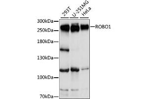 Western blot analysis of extracts of various cell lines, using ROBO1 antibody (ABIN7270110) at 1:1000 dilution. (ROBO1 抗体  (AA 1452-1651))