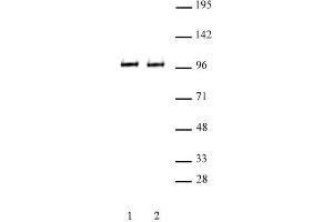 BRD3 antibody (pAb) tested by Western blot. (BRD3 抗体  (C-Term))