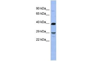 WB Suggested Anti-OLIG3 Antibody Titration:  0. (OLIG3 抗体  (N-Term))