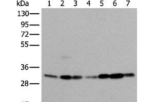 Western blot analysis of 293T Hela Jurkat and A431 cell Human heart tissue Mouse kidney tissue HEPG2 cell lysates using VDAC1 Polyclonal Antibody at dilution of 1:350 (VDAC1 抗体)