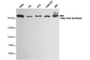Western blot detection of Fatty Acid Synthase in Hela,C6,3T3,CHO-K1 and 293 cell lysates using Fatty Acid Synthase mouse mAb(dilution 1:1000). (Fatty Acid Synthase 抗体)