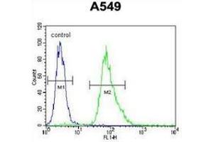 Flow cytometric analysis of A549 cells (right histogram) compared to a negative control cell (left histogram) using MYBPHL Antibody (N-term), followed by FITC-conjugated goat-anti-rabbit secondary antibodies. (MYBPHL 抗体  (N-Term))