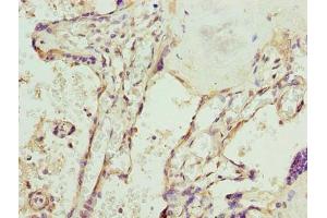 Immunohistochemistry of paraffin-embedded human placenta tissue using ABIN7169619 at dilution of 1:100 (SPCS3 抗体  (AA 33-180))
