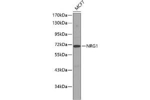 Western blot analysis of extracts of MCF-7 cells, using NRG1 antibody (ABIN3021078, ABIN3021079, ABIN3021080, ABIN1513282 and ABIN6213942). (Neuregulin 1 抗体  (AA 20-241))