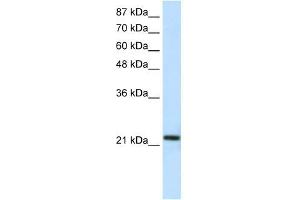 HMG1L10 antibody (20R-1115) used at 0. (HMG1L10 抗体  (C-Term))
