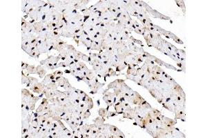 IHC analysis of Rad9/Rad9a using anti-Rad9/Rad9a antibody (ABIN7599342).
