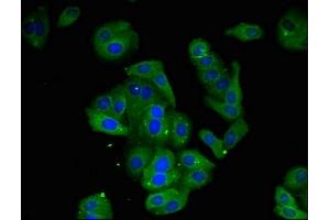 Immunofluorescent analysis of HepG2 cells using ABIN7168522 at dilution of 1:100 and Alexa Fluor 488-congugated AffiniPure Goat Anti-Rabbit IgG(H+L) (AMD1 抗体  (AA 167-264))