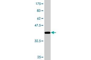 Western Blot detection against Immunogen (36. (ZNF23 抗体  (AA 41-139))