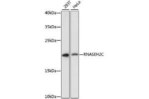 Western blot analysis of extracts of various cell lines, using RNASEH2C antibody. (RNASEH2C 抗体  (AA 1-164))