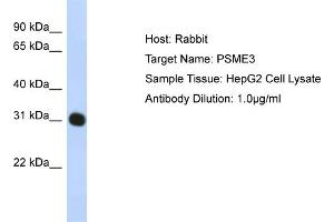 WB Suggested Anti-PSME3 Antibody Titration:  1 ug/ml  Positive Control:  HepG2 cell lysate PSME3 is strongly supported by BioGPS gene expression data to be expressed in Human HepG2 cells (PSME3 抗体  (N-Term))