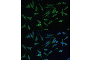 Immunofluorescence analysis of L929 cells using  Polyclonal Antibody (ABIN3021769, ABIN3021770, ABIN3021771 and ABIN6215837) at dilution of 1:100 (40x lens). (ARHGAP25 抗体  (AA 1-370))