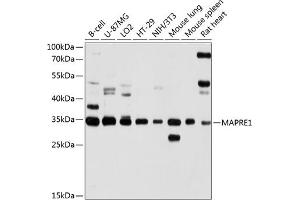 Western blot analysis of extracts of various cell lines, using M antibody (ABIN1679634, ABIN3016320, ABIN3016321 and ABIN6219721) at 1:1000 dilution. (MAPRE1 抗体  (AA 134-268))