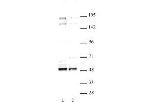 MAF antibody (pAb) tested by Western blot. (MAF 抗体  (C-Term))