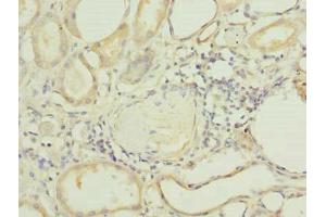 Immunohistochemistry of paraffin-embedded human kidney tissue using ABIN7163641 at dilution of 1:100 (PLEKHA8 抗体  (AA 1-300))