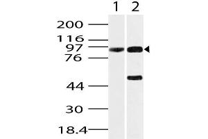 Image no. 1 for anti-Heat Shock Protein 90kDa beta (Grp94), Member 1 (HSP90B1) (AA 420-700) antibody (ABIN5027240) (GRP94 抗体  (AA 420-700))