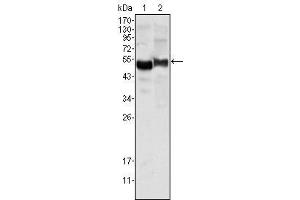 Western Blot showing AAT antibody used against human plasma (1) and NIH/3T3 cell lysate (2). (AAT 抗体)