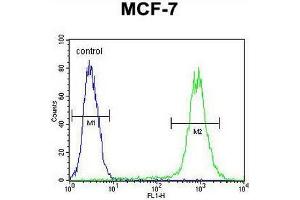 FGF9 Antibody (N-term) flow cytometric analysis of MCF-7 cells (right histogram) compared to a negative control cell (left histogram). (FGF9 抗体  (N-Term))